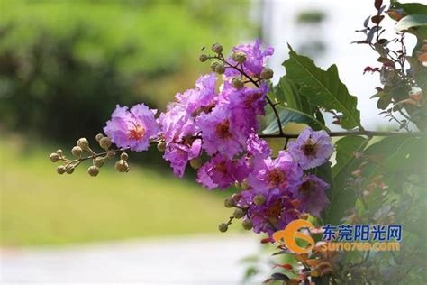 紫薇開花期|【紫薇開花期】紫薇：燦爛綻放的夏日時光，深入瞭解紫薇開花期。